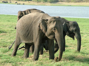 Поймана банда контробандистов слонов