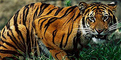Бенгальские тигры снова доступны